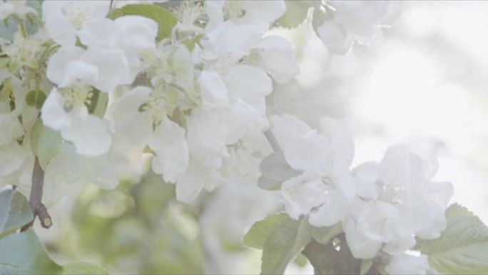 公园里的苹果开花，花朵在阳光下的风中慢慢摇曳