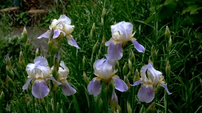 花瓣上有雨滴的紫色鸢尾花生长在花坛或后院。
