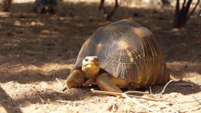 辐射龟-Astrochelys radiata-极度濒危的龟种，马达加斯加特有的，在靠近树木的地面上
