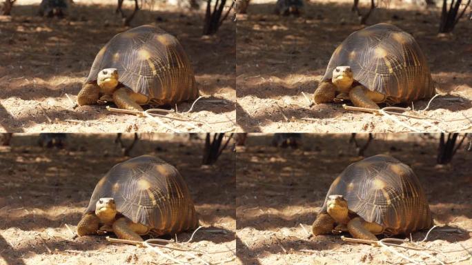辐射龟-Astrochelys radiata-极度濒危的龟种，马达加斯加特有的，在靠近树木的地面上