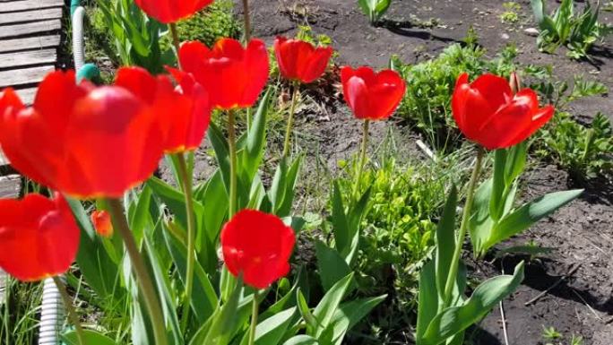 红色郁金香在露天的花坛上随风摇曳，在您的花园中园艺和种花的概念。春日暖暖的阳光，4k视频