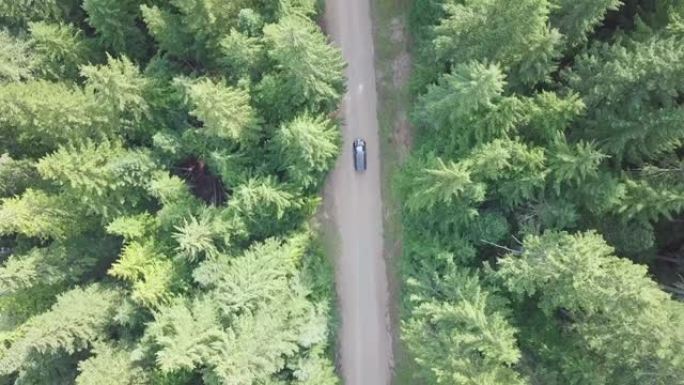 傍晚时分，汽车在森林的乡村道路上行驶的空中俯视4k视图。电影无人机在松树森林的砾石路上飞行。从晴天上
