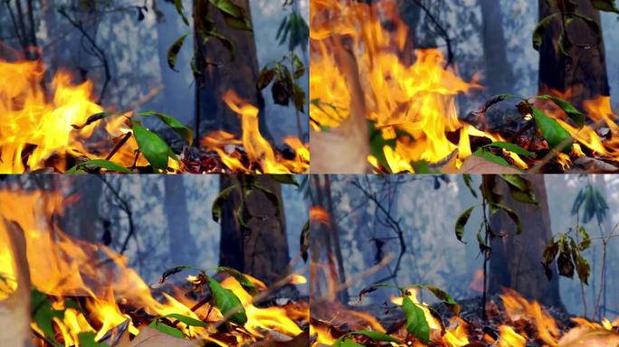雨林火灾灾害正在燃烧造成人类