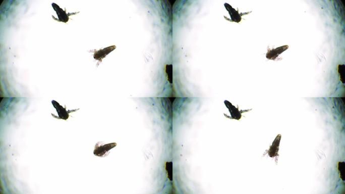 两种微小的卤虫无节幼体中的一种在显微镜下拍打着翅膀