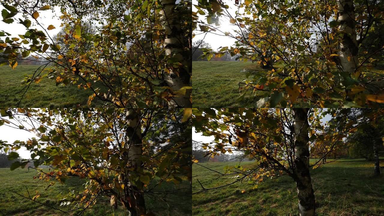 相机移动树的叶子，慢动作