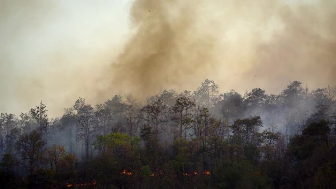森林火灾灾害是人为造成的燃烧