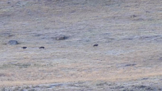 狼群横渡黄石公园拉马尔山谷的山坡