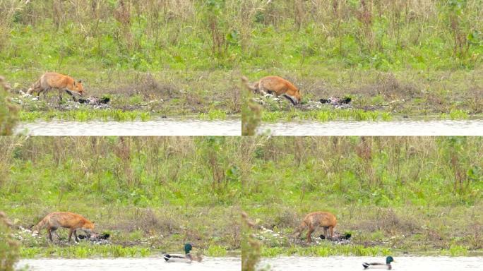 狐狸看着一只鹰的巨大猎物，他在湖岸被赶走了