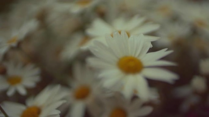 用水滴拍摄雏菊的特写镜头