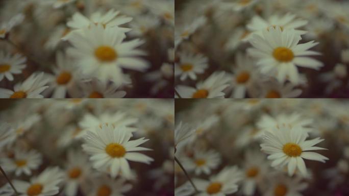 用水滴拍摄雏菊的特写镜头
