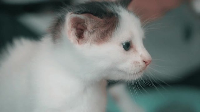 喵喵叫小猫，五颜六色的背景上的小猫。可爱的新生宠物，猫是喵