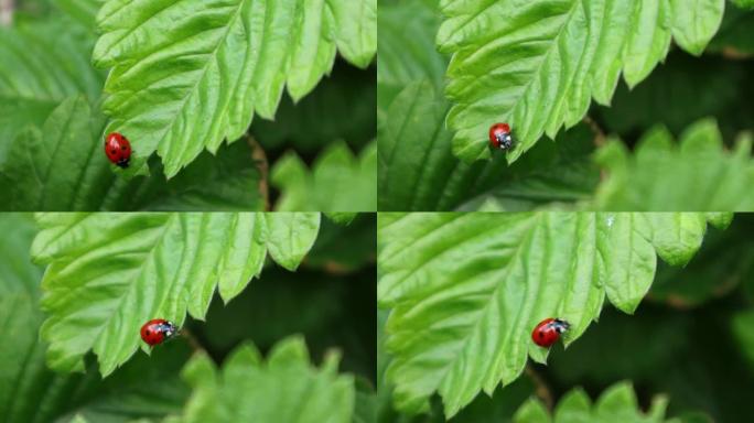 瓢虫，微距视频拍摄。特写。在绿色的叶子上爬行，新鲜的绿色。这种昆虫是橙色的黑点。野生动植物
