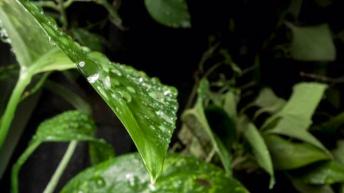 雨滴中的绿叶树叶水滴滴落