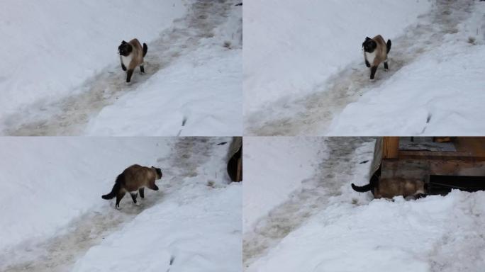 暹罗猫站在雪地里，然后躲在房子下面