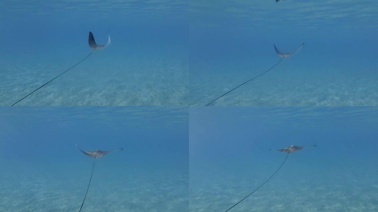 在阳光照射下，在蓝色的水面下游动的鹰射线 (Aetobatus ocellatus)。跟着开枪。埃及