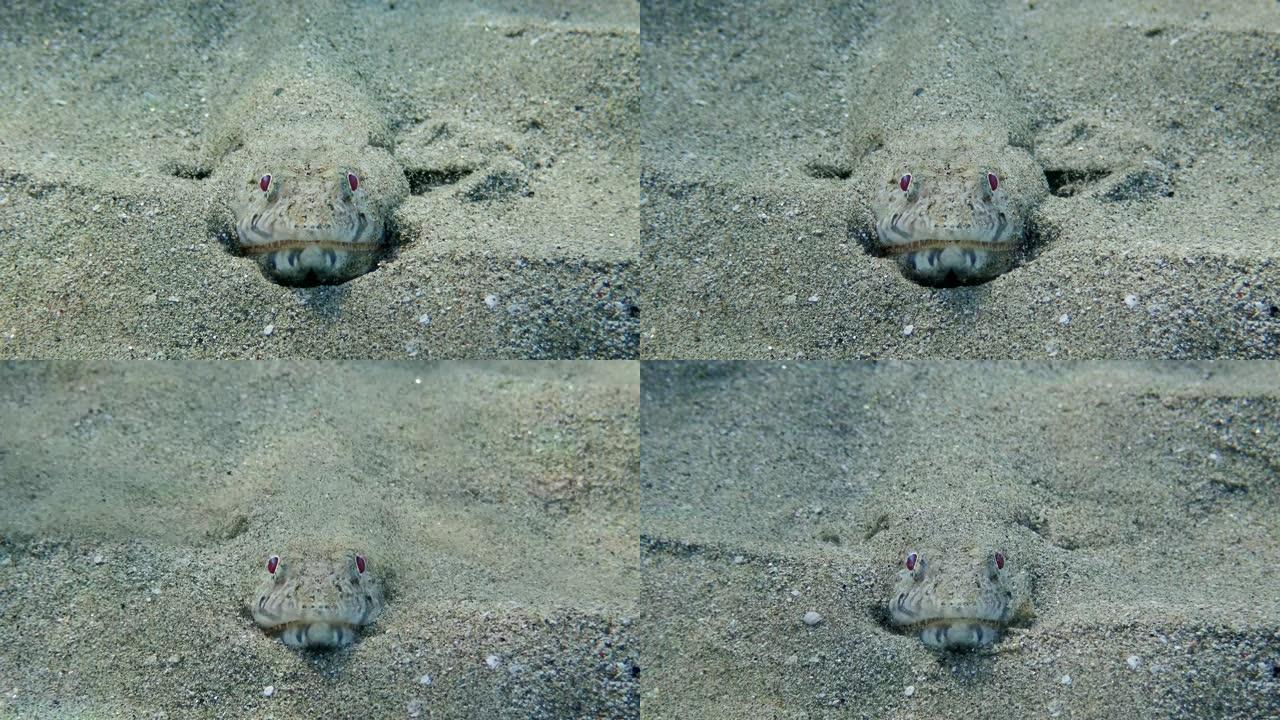 蜥蜴鱼的极端特写正面肖像位于海床上，并撒上沙子以掩饰阳光。细长蜥蜴鱼或Gracile蜥蜴鱼 (Sau