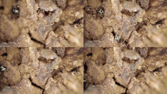 用微距镜头拍摄栖息地中的蚂蚁的极端特写镜头