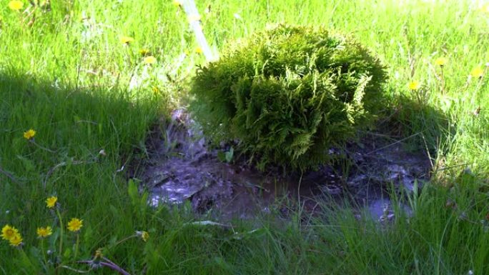 春天在家庭花园里用软管里的水流给杜松灌木浇水。
