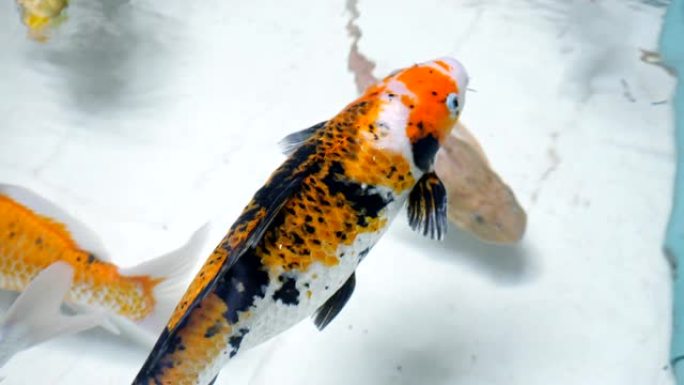 橙色黑白颜色的奇妙鱼游泳