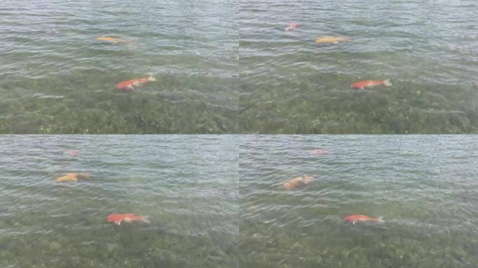晴天在清澈的湖中游泳的红鲤鱼或锦鲤