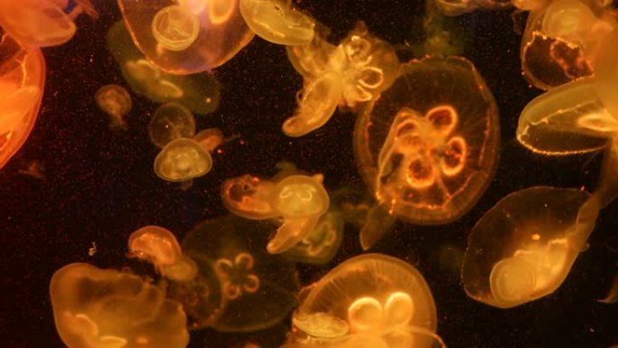 闪亮的充满活力的荧光水母在水下发光，黑暗的霓虹灯动态脉动的紫外线模糊背景。幻想催眠神秘舞蹈。生动的磷