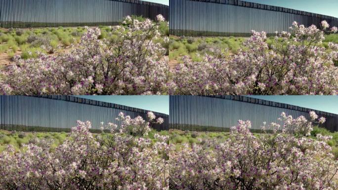 新墨西哥沙漠盛开的紫色鼠尾草，背景是国际边界墙