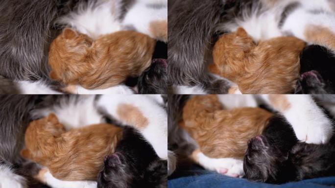母乳喂养小猫。三色猫妈妈喂养和照顾可爱的小猫