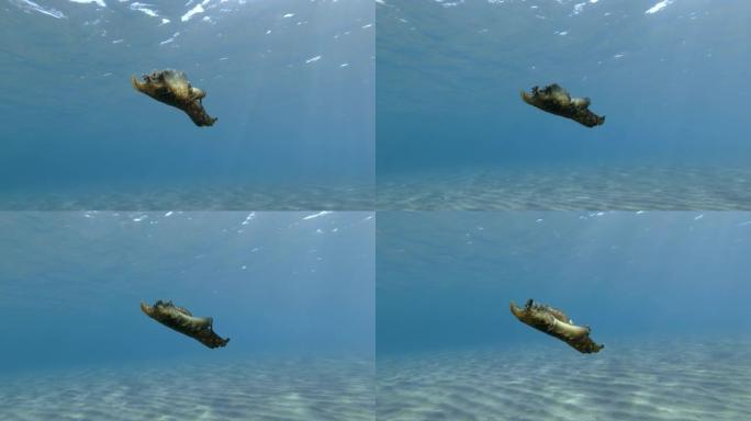 海兔在蓝色的水面下慢慢游动。裸枝或海蛞蝓斑驳的海兔或乌黑的海兔 (Aplysia fasciata)