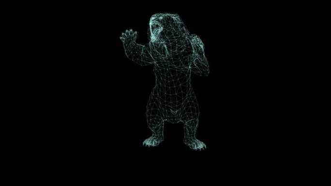 黑色背景上熊攻击的线框动画