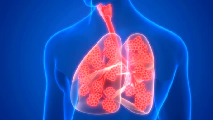 人体呼吸系统肺泡解剖