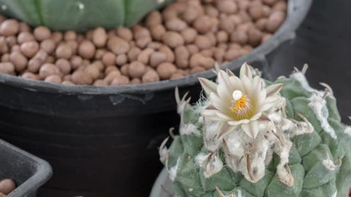 仙人掌花命名 “仙人掌turbinicarpus” 在太阳升起时以白色绽放为自然背景，时间流逝