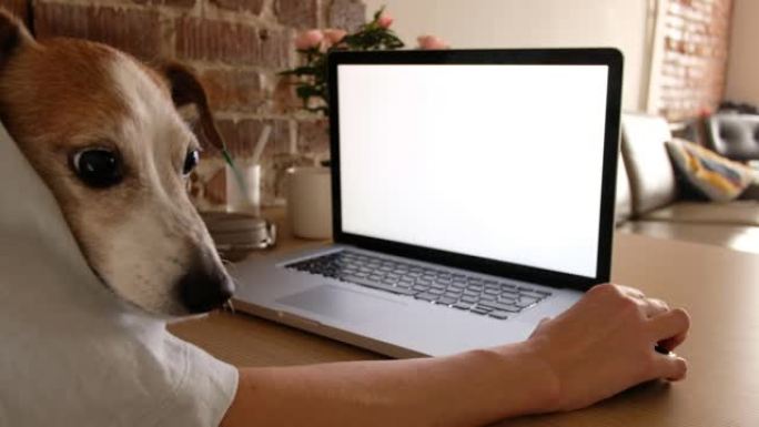 在家使用笔记本电脑的狗的农作物自由职业者