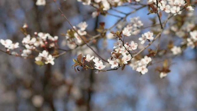 李属 (Prunus cerasifera) 或俗称樱桃李子和myrobalan李子树枝，花朵和叶子
