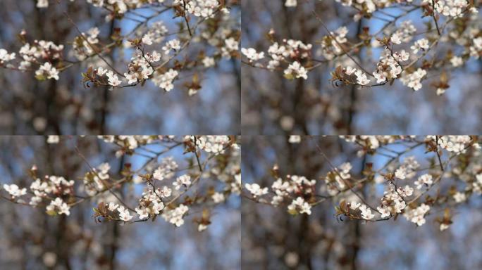 李属 (Prunus cerasifera) 或俗称樱桃李子和myrobalan李子树枝，花朵和叶子