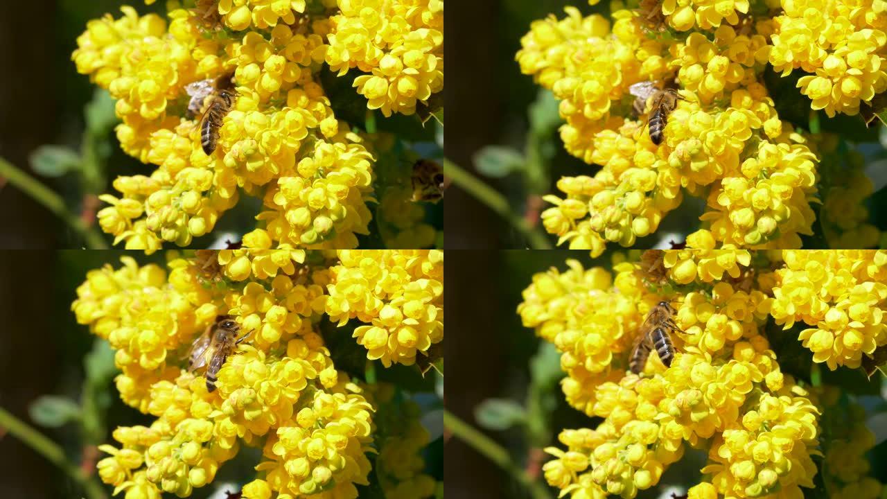 黄色冬青花上的西方蜜蜂，冬青