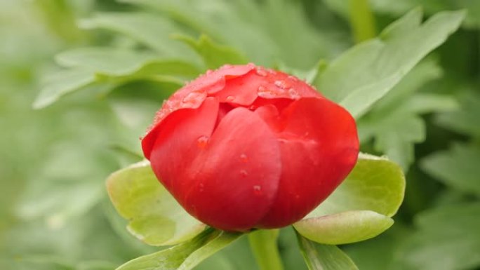 雨滴下特写芍药科植物4K