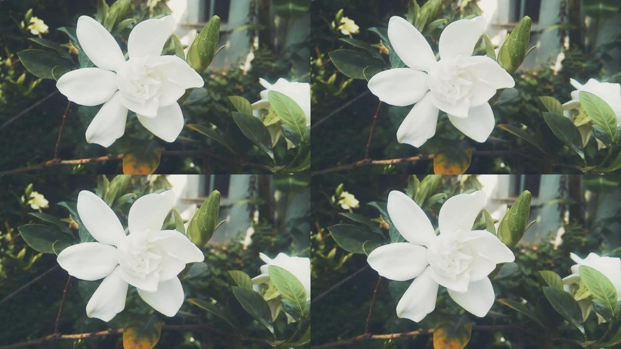 收起白花或栀子花，栀子花或茉莉角在风中摇曳。