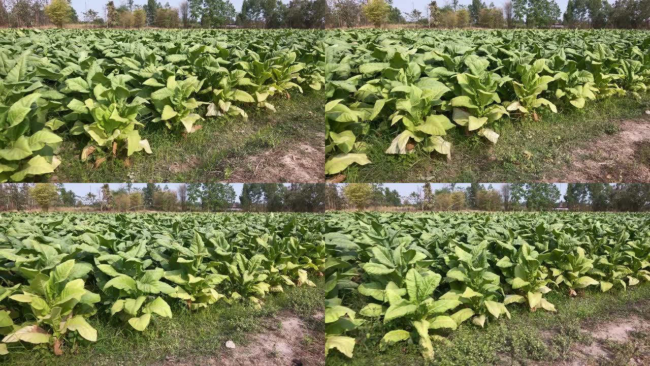 烟草植物原材料大片农地种植作物