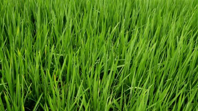 稻田农田管理稻米优良品种