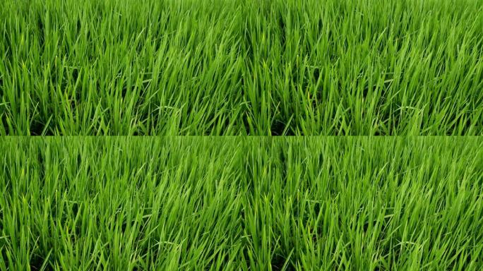稻田农田管理稻米优良品种