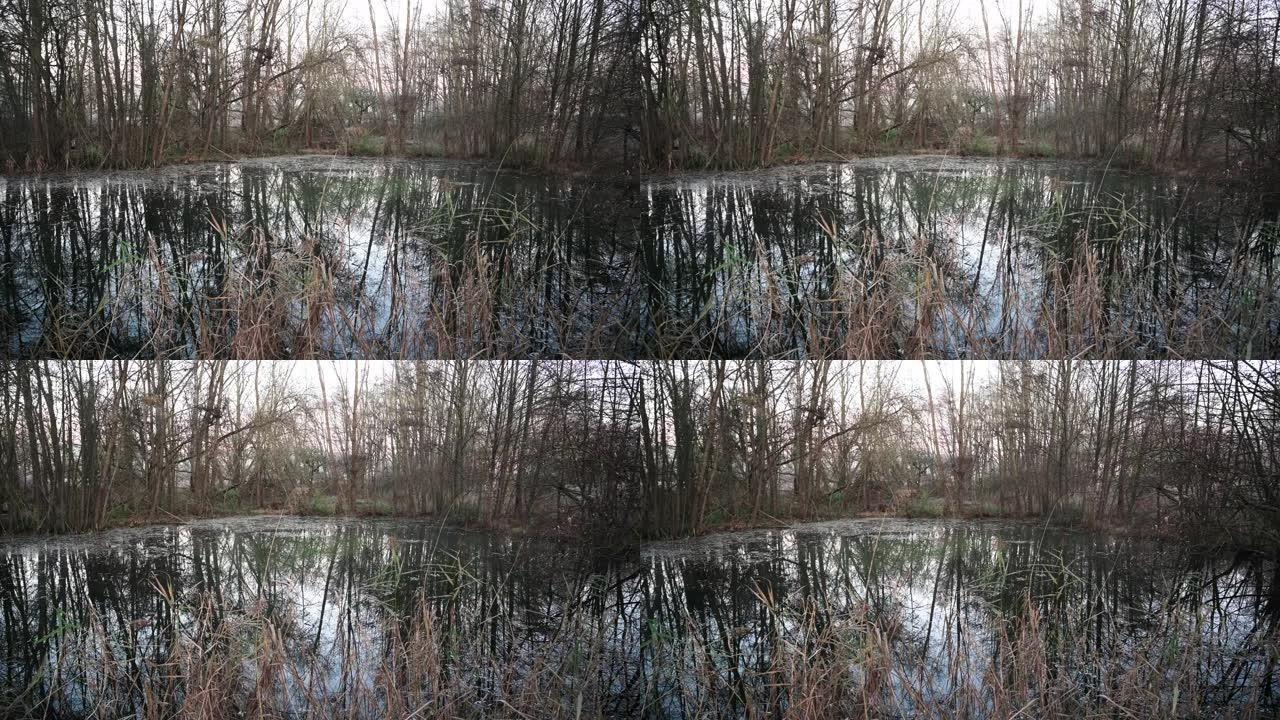 寒冷的冬天早晨，在小森林里有芦苇的池塘
