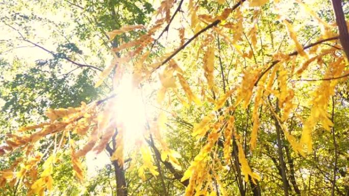 秋天的阳光树