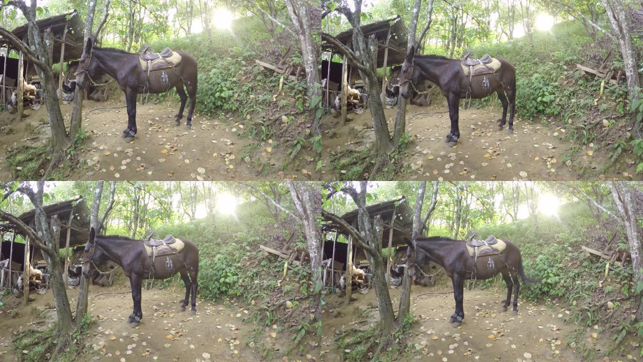 在里约热内卢的一条小路上，马被绑在树上。