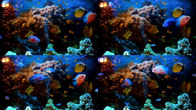 水族馆中的异国鱼类