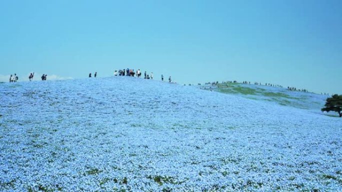 日立海滨公园/日立海滨公园