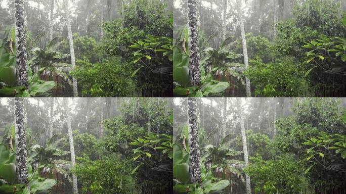 茂密的森林里的夏季倾盆大雨，绿叶上的水滴