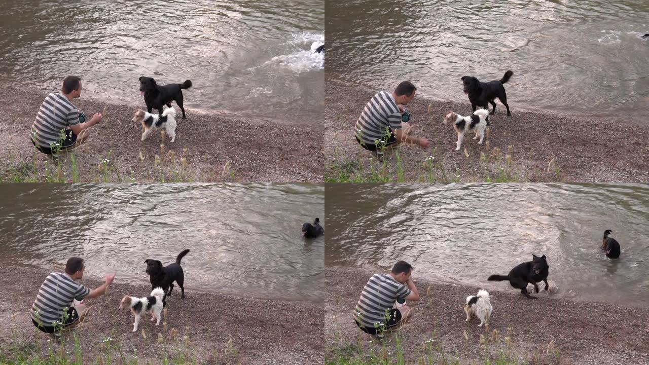 一名男子向游泳并跳过一条浑浊河流的狗扔食物