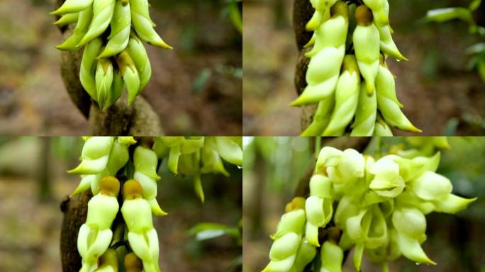 森林里盛开的野花特色豆角植物