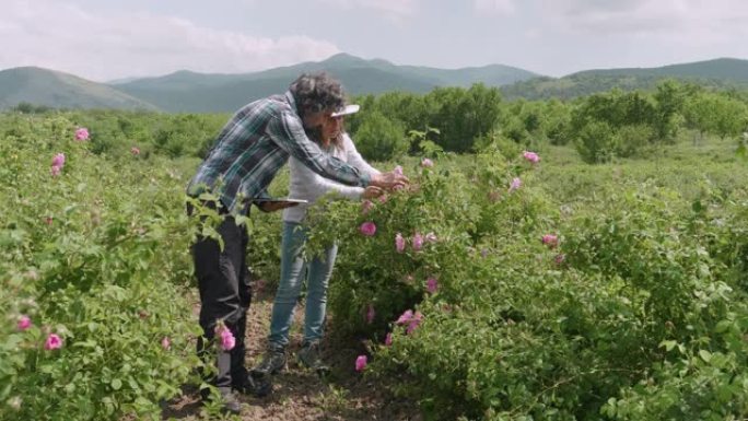 农民小组在田地中间检查保加利亚油月季的作物。走着看花，用平板电脑。农业职业。