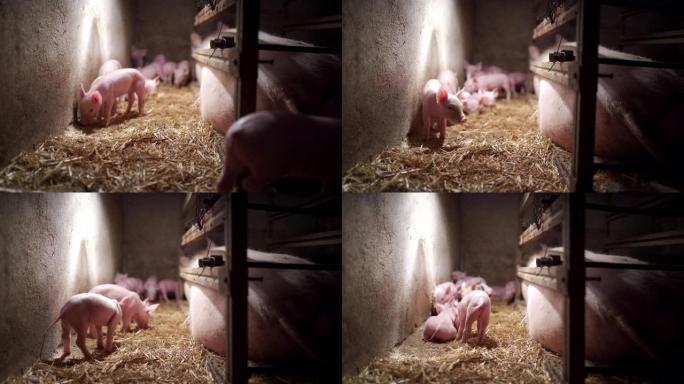 疲倦的母猪躺在地上，而她的新生小猪正在探索谷仓